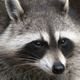 Illustration for article titled In Defense of Raccoons
